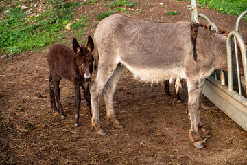 Donkeys on the farm. 
