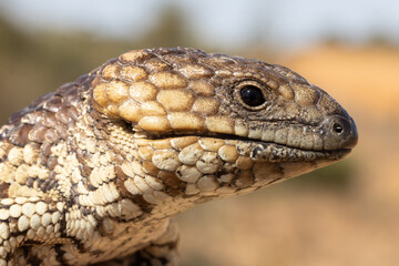 Australian Shingleback Lizard with mouth open