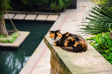 A cat is resting on the pool steps above. In China, cats are a popular pet among the people, and many families keep cats. Some cat breeds are very expensive.