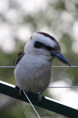 Laughing Kookaburra Dacelo novaeguineae perched on a clothesline