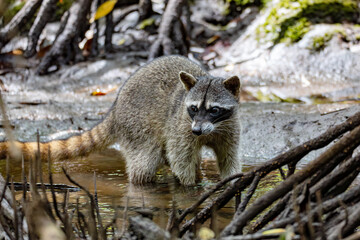 crab-eating raccoon or South American raccoon (Procyon cancrivorus) looking for food in small...