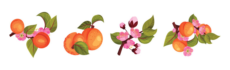 Fresh Apricot Tree Branch as Garden Plant Vector Set