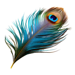 Peacock Feather Isolated on Transparent or White Background, PNG