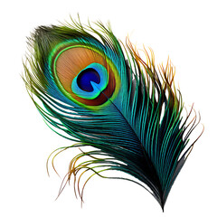 Peacock Feather Isolated on Transparent or White Background, PNG