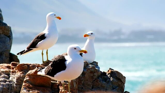 Three Cape gulls Larus dominicanus basking in sun on rocks on coastline, tele