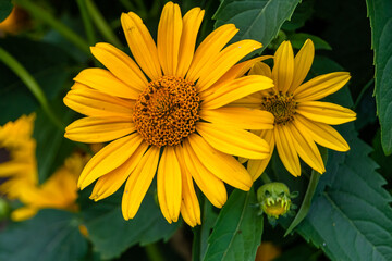 Fine wild growing flower aster false sunflower on background meadow