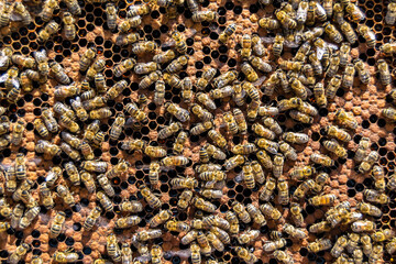 Abstract hexagon structure is honeycomb from bee hive filled