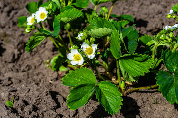 Photography on theme beautiful berry branch strawberry bush with natural leaves