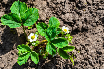 Photography on theme beautiful berry branch strawberry bush with natural leaves