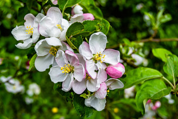 Photography on theme beautiful fruit branch apple tree with natural leaves under clean sky