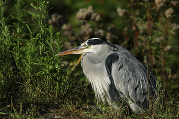 A Grey Heron, Ardea cinerea, resting on the bank at the edge of a lake.