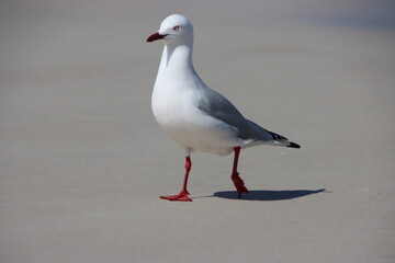 Silver Gull (Chroicocephalus novaehollandiae), Squeaky Beach, Wilsons Promontory, Victoria, Australia.