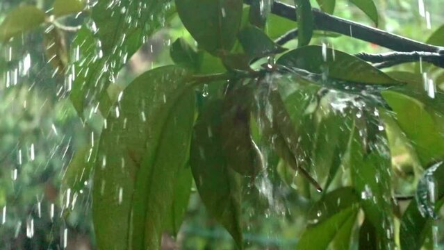 Heavy monsoon rains hitting mango plants  as the rainy season starts in the Philippines. 