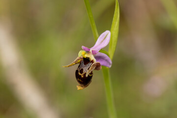 Horned Woodcock Orchid (Ophrys cornuta)