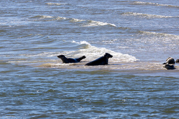 Seehunde auf Sandbank in der Nordsee