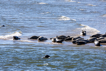 Seehunde auf Sandbank in der Nordsee