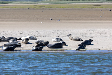 Seehunde auf Sandbank in der Nordsee