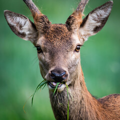 Naklejka na ściany i meble Deer chewing grass