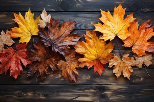  Fall forest hike colorful leaves tranquil nature 
