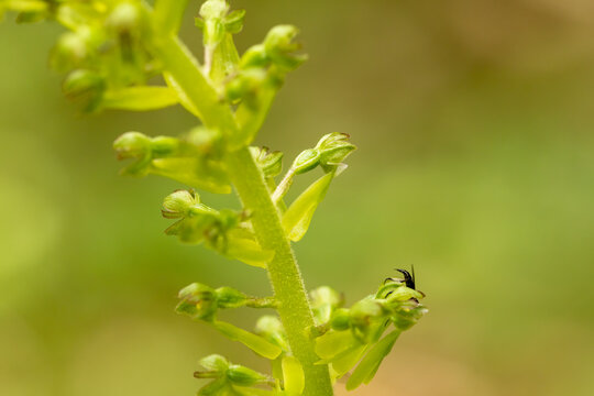Common Twayblade (Listera ovata) in natural habitat