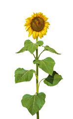 Withering sunflower
