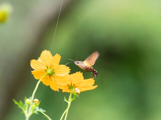 キバナコスモスの蜜を吸うホウジャク