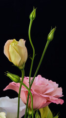 Fototapeta premium A bouquet of Eustoma flowers stands in the greenhouse.