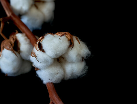 cotton flowers grow on a black background.