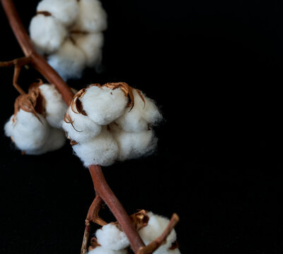 cotton flowers grow on a black background.
