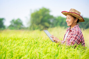 asian female farmer standing among rice field,using tablet technology checks growing rice quality in organic paddy field, checking successful of develop rice plant,concept of technology in agriculture