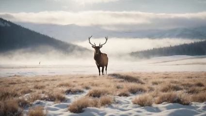 Fotobehang A majestic elk gracefully walking through  a winter © kapie arts
