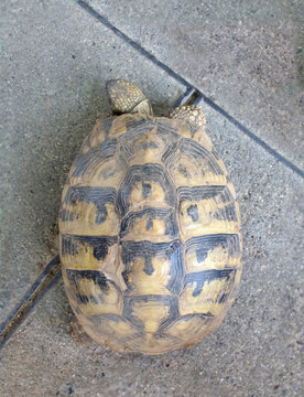 overhead view of turtle on the pavement