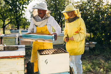 Beekeeping family business. Grandfather and his granddaughter working together.