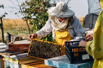 Old man inspecting beehives bare handed.