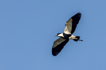 Spur-winged Lapwing (Vanellus spinosa) in flight