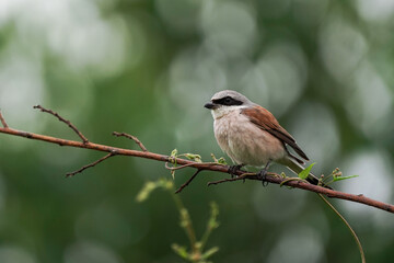 Obraz premium The red-backed shrike (Lanius collurio) 