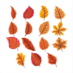 Autum Leaves Fall Vector Set