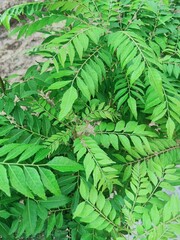 sweet neem beautiful plant in the field 