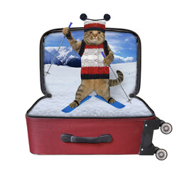Cat skiing inside suitcase