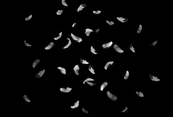 Abstract White Bird Feathers Falling in The Air. Feathers Floating on Black Background.	
