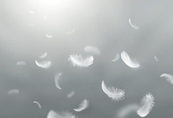 Abstract White Bird Feathers Floating in The Sky. Freedom, Feather Softness, Falling White Feathers.