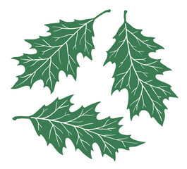 Set of green oak leaves