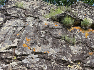 Moss and lichen growing on the rocks of a mountain slope