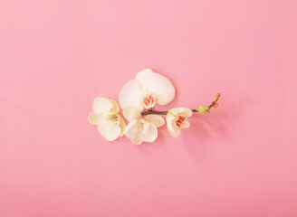 Fototapeta na wymiar white orchid flowers on pink ackground