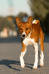 Basenji dog in the park on a sunny summer day