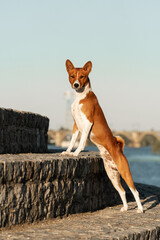 Basenji dog in the park on a sunny summer day