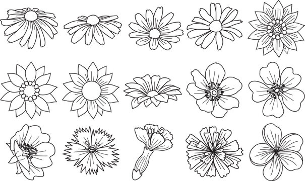 Flowers drawing with line-art on white backgrounds. Beautiful vector  flowers  line art. Floral doodle design elements. Hand drawn decorative  flowers 	