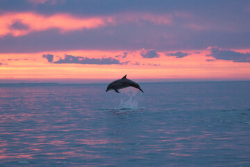 beautiful dolphin breaching at sunset
