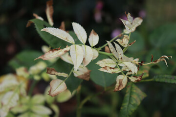 Close-up of Iron chlorosis disease on a green leaves of rose bush in the flowerbed