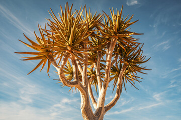 Quiver tree (Aloe Dichotoma) against blue sky, Southern Namibia, near the Fish River Canyon. A...